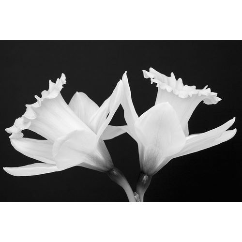 WA-Redmond-Daffodils